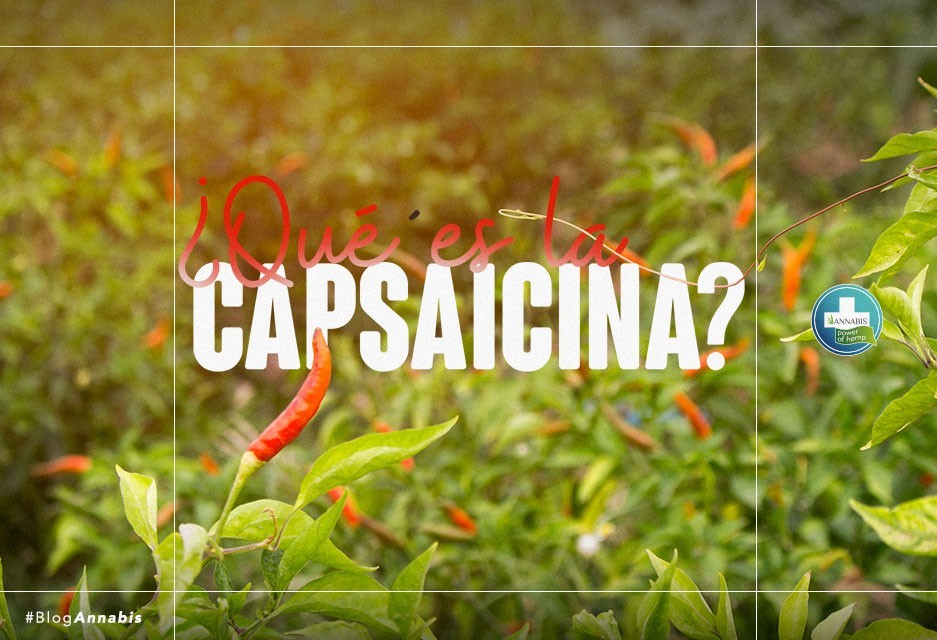 ¿Qué es la capsaicina?